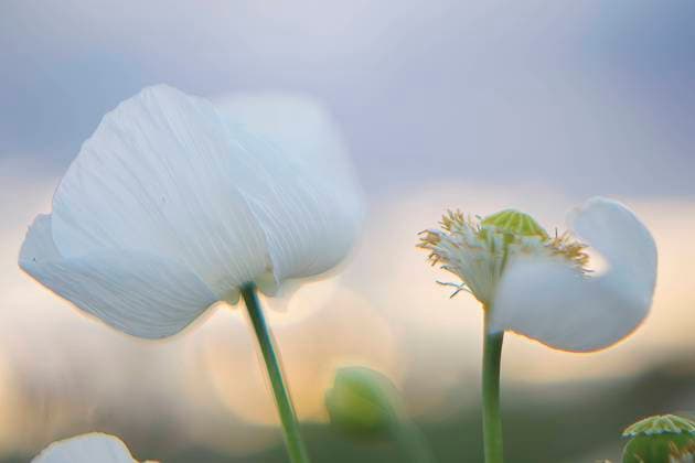 IMAGO Creative, Frühling, Licht und Sonne An exquisite close-up of delicate white poppies bathed in the gentle hues of early morning light, showcasing the subtle textures of their petals Model Released DavidJerez_ID22410_654770_012 Copyright: xDavidxJerezx