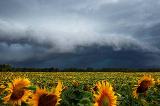 News Bilder des Tages Wetter in Brandenburg - Unwetter ziehen ueber die Lausitz DEU Deutschland Brandenburg Neupetershain, 12.07.2024, Unwetter ziehen ueber Brandenburg, dunkle Gewitter- und Regenwolken sind ueber einem Sonnenblumenfeld nahe der Ortschaft Neupetershain in der brandenburgischen Lausitz zu sehen. Nach heissen Temperaturen in den zurueckliegenden Tagen ziehen vieletrorts Unwetter ueber das Land. *** Weather in Brandenburg Thunderstorms move over Lusatia DEU Germany Brandenburg Neupetershain, 12 07 2024, Thunderstorms move over Brandenburg, dark thunderstorms and rain clouds can be seen over a sunflower field near the village of Neupetershain in Brandenburgs Lusatia region After hot temperatures in the past few days, many storms are moving across th AF_Neupetershain_83308