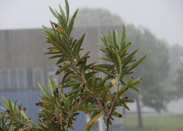 Summer 2024 another water bomb in Lombardy with hailstorms, gusts of wind and strong thunderstorms Summer 2024 with very strong thunderstorms characterized by gusts of wind and hailstorms that cause extensive damage in the area Bergamo Bergamo Italy Italy  Copyright: xIPA ABACAx