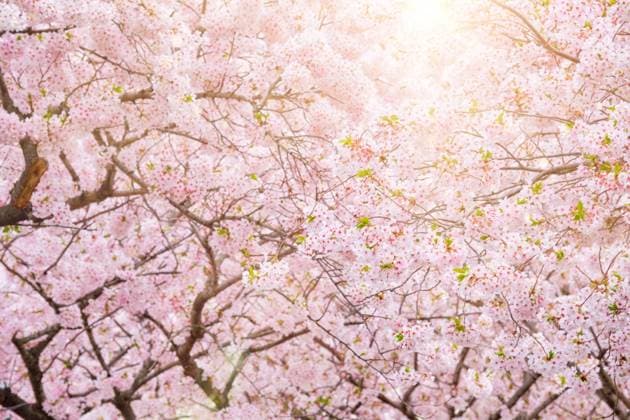 Blooming sakura cherry blossom close up background in spring, South Korea. With sun and lens flare. Blooming sakura cherry blossom ,model released, Symbolfoto
