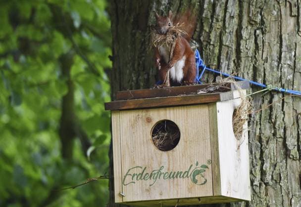 Squirrel (Sciurus) fetches nesting material from a nesting hole on a lime tree *** Squirrel Sciurus fetches nesting Material from a nesting Hole ON a Lime Tree Copyright: imageBROKER Klaus-DieterxMöbus ibxkmb10977898.jpg