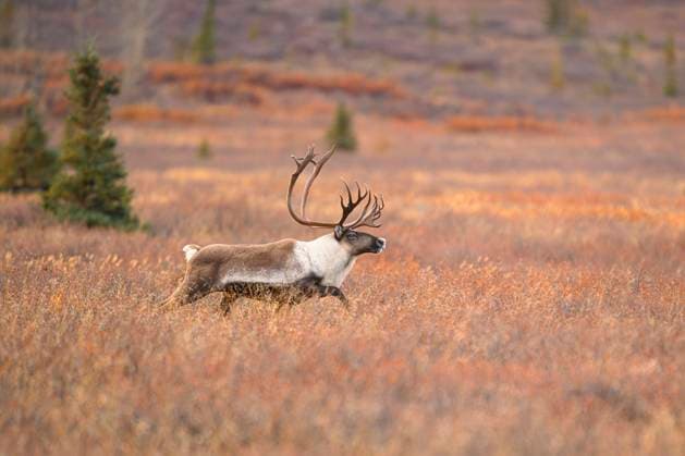 Large Bull Caribou Running through Tundra in Denali National Park Denali Park, Alaska, United States CR_ATPL240714-1484314-01