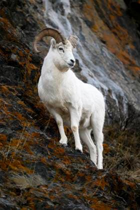 Creative Highlights World Adult Dall Sheep Ram on Cliff in Alaska Anchorage, Alaska, United States CR_ATPL240714-1484315-01