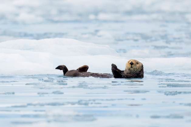 Creative Highlights World Sea Otter surrounded by icebergs in Alaska Seward, Alaska, United States CR_ATPL240714-1484324-01