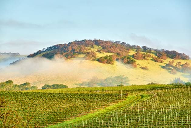 Vineyards landscape in California, USA ,model released, Symbolfoto