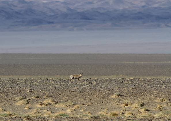Creative Highlights World Saiga, Saigaantilope, Saiga-Antilope (Saiga tatarica), sucht in einer flachen Steppe nach Nahrung, Seitenansicht, Mongolei, Ikhes Lake Saiga (Saiga tatarica), searching for food in a flat steppe, side view, Mongolia, Ikhes Lake BLWS712715 *** Saiga, Saiga antelope, Saiga Antelope Saiga tatarica , searches in a flat Steppe to Food, Side view, Mongolia, Ikhes Lake Saiga Saiga tatarica , Searching for Food in a Flat steppe, Side view, Mongolia, Ikhes Lake BLWS712715 Copyright: xblickwinkel AGAMI J.xEatonx