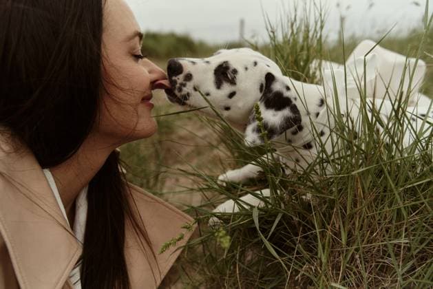 Creative Highlights Symbolbilder puppy leaks her in nose, outdoors, sunny days, casual. Funny picture. Wijk aan Zee, North Holland, Netherlands CR_DIRA240709FF-1475607-01 ,model released, Symbolfoto