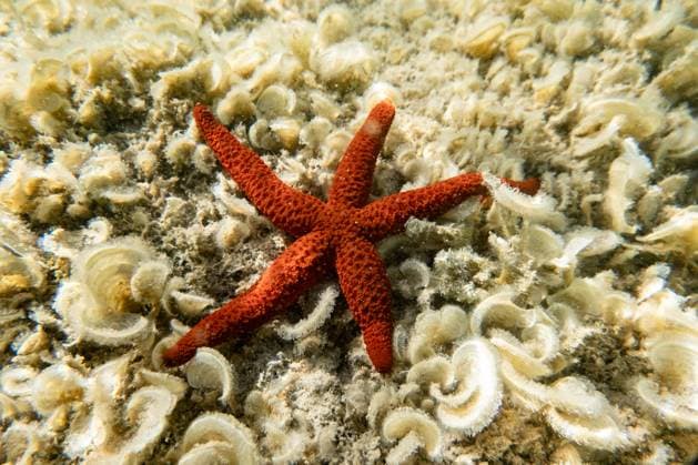 Creative Highlights World Travel Destination - Sardinia A Mediterranean red sea star (Echinaster sepositus) is being pictured in the waters of San Giovanni di Sinis, Sardinia, Italy, on July 17, 2024. Cabras Sardinia Italy  Copyright: xEmmanuelexContinix originalFilename: contini-travelde240717_npMHn.jpg