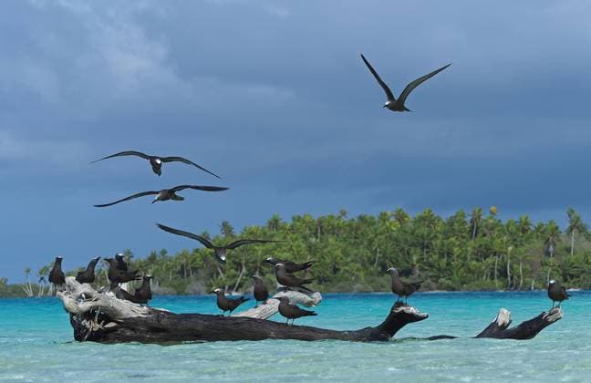 Creative Highlights World Noddi, Noddi-Seeschwalbe, Noddiseeschwalbe (Anous stolidus), Trupp auf einem Baumstamm im Wasser vor der Kueste, Franzoesisch-Polynesien Common noddy, Brown Noddy (Anous stolidus), flock on a log in the water off the coast, French Polynesia BLWS712827 *** Noddi, Noddi Tern, Noddiseeschwalbe Anous stolidus , Squad at a Tree trunk at Water before the Coast, French Polynesia Common noddy, Brown Noddy Anous stolidus , Flock ON a Log in The Water off The coast, French Polynesia BLWS712827 Copyright: xblickwinkel AGAMI J.xEatonx