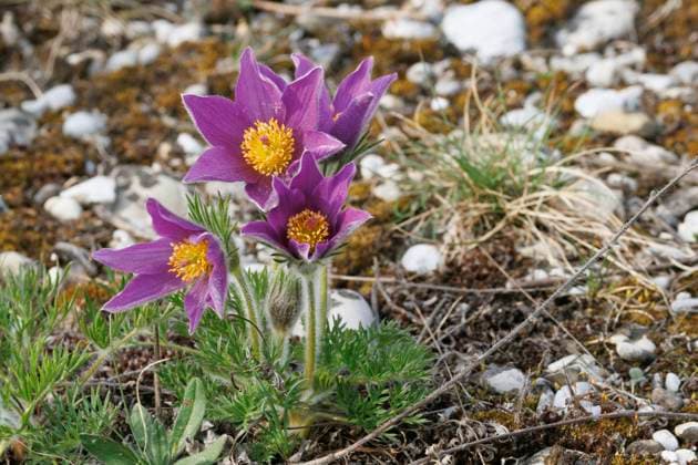 Gemeine Kuechenschelle, Gewoehnliche Kuechenschelle (Pulsatilla vulgaris), bluehend, Deutschland, Bayern, Freisinger Buckel pasque flower (Pulsatilla vulgaris), blooming, Germany, Bavaria, Freisinger Buckel BLWS710258 *** Common Kitchen bell, Usual Kuechenschelle Pulsatilla vulgaris , blueing, Germany, Bavaria, Freisinger Hump pasque Flower Pulsatilla vulgaris , blooming, Germany, Bavaria, Freisinger Hump BLWS710258 Copyright: xblickwinkel A.xHartlx