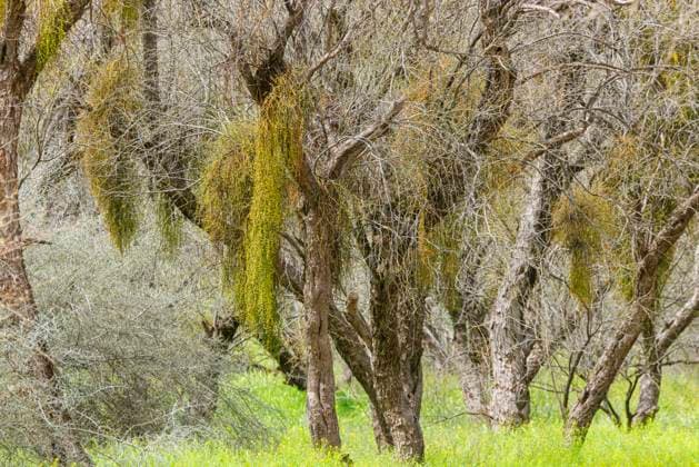 Creative Highlights World Wuestenmistel, Wuesten-Mistel, Kalifornische Mistel (Phoradendron californicum), Mistelbaerte, an noch blattlosen Baeumen wachsend, USA, Arizona, Sonora-Wueste Desert mistletoe, Mesquite mistletoe (Phoradendron californicum), mistletoe, growing on still leafless trees, USA, Arizona, Sonora-Wueste BLWS712356 *** Wuestenmistel, Deserts Mistletoe, California Mistletoe Phoradendron californicum , Mistelbaerte, to still blattlosen Trees growing, USA, Arizona, Sonora Wueste Desert mistletoe, Mesquite mistletoe Phoradendron californicum , mistletoe, Growing ON silent leafless trees, USA, Arizona, Sonora Wueste BLWS712356 Copyright: xblickwinkel A.xHartlx