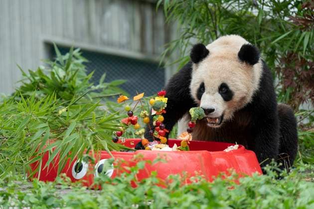Entertainment Themen der Woche KW 29 Entertainment Bilder des Tages (240719) -- CHENGDU, July 19, 2024 -- Giant panda Bai Ji enjoys a birthday treat at the Shenshuping giant panda base of Wolong National Nature Reserve in southwest China s Sichuan Province, July 19, 2024. A special event was held to celebrate the birthdays of giant pandas here on Friday. Carrots, watermelons and other food were prepared for them as the birthday treat. ) (SichuanMosaics)CHINA-SICHUAN-GIANT PANDA-BIRTHDAY (CN) XuexChen 