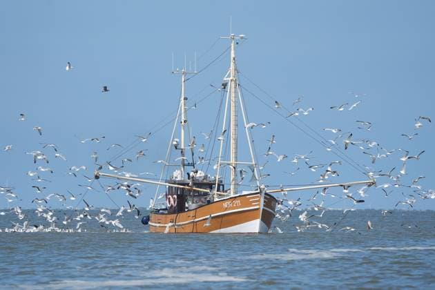 Fischkutter in der Nordsee bei Norderney auf dem Weg in den Hafen wird von Möwen aufgrund des reichlichen Fangs belagert - Norddeich 18.07.2024: Fischkutterfahrt zu den Seehundbänken bei Juist Noderney *** Fishing cutter in the North Sea near Norderney on its way to the harbor is besieged by seagulls due to the abundant catch Norddeich 18 07 2024 Fishing cutter trip to the seal banks near Juist Noderney