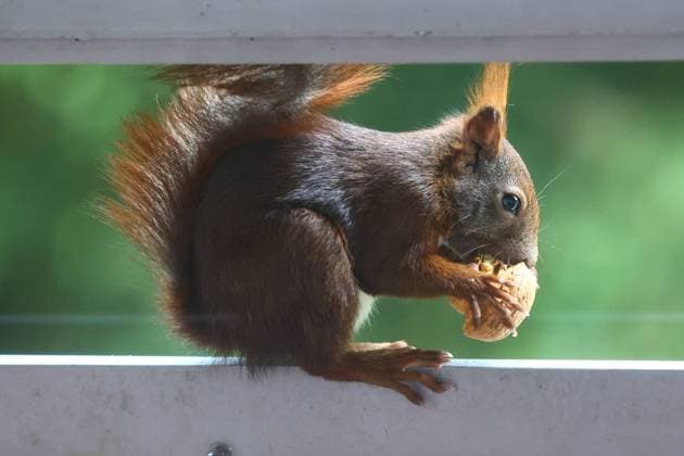 Eichhörnchen mit Nuß auf dem Balkongeländer *** Squirrel with a nut on the balcony railing Copyright: xLobeca RHx
