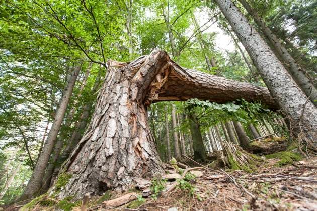 Creative Highlights World umgeknickter Baum im Wald, Deutschland fallen tree in the forest, Germany BLWS712951 *** umgeknickter Tree at Forest, Germany Traps Tree in The forest, Germany BLWS712951 Copyright: xblickwinkel M.xWuchenauerx