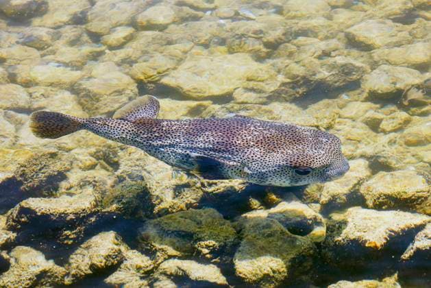Creative Highlights World Gewoehnlicher Igelfisch, Gemeiner Igelfisch, Kosmopolit-Igelfisch, Gepunkteter Igelfisch (Diodon hystrix), im Flachwasser schwimmend, USA, Hawaii, Big Island common porcupinefish, spotted porcupinefish, spot-fin porcupinefish (Diodon hystrix), swimming in shallow water, USA, Hawaii, Big Island BLWS712969 *** Usual Hedgehog fish, Common Hedgehog fish, Cosmopolitan Hedgehog fish, Gepunkteter Porcupine fish Diodon Hystrix , at Shallow water floating, USA, Hawaii, Big Iceland Common porcupinefish, spotted porcupinefish, Spot FIN porcupinefish Diodon Hystrix , Swimming in Shallow water, USA, Hawaii, Big Iceland BLWS712969 Copyright: xblickwinkel A.xHartlx