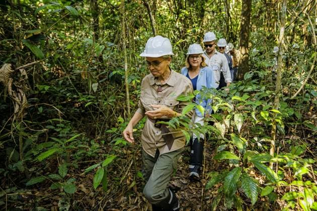 Svenja Schulze (SPD), Bundesministerin fuer wirtschaftliche Zusammenarbeit und Entwicklung, besucht zusammen der brasilianischen Ministerin fuer Umweltschutz und Klima, Marina Silva, die Kooperative der traditionell ansaessigen Bevoelkerung, COOMFLONA im Nationalwald Tapajos Hier bei der Erlaeuterung der Gewinnung von Copaiba-Oel an einem Baum. Nationalwald Tapajos , 19.07.2024. Fotografiert im Auftrag des Bundesentwicklungsministeriums Nationalwald Tapajos Brasilien *** Svenja Schulze SPD , Federal Minister for Economic Cooperation and Development, visits together with the Brazilian Minister for Environmental Protection and Climate, Marina Silva, the cooperative of the traditionally resident population, COOMFLONA in the Tapajos National Copyright: xThomasxImoxBMZxphotothek.dex