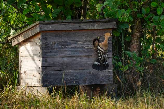 Ein Wiedehopf-Männchen (Upupa epops) bei Groß Briesen (Landkreis Potsdam-Mittelmark) im Fläming in Brandenburg füttert am Brukasten seinen Nacvhwuchs. In Deutschland gilt der Bestand der Art als gefährdet. *** A male hoopoe Upupa epops near Groß Briesen in the Potsdam Mittelmark district of Fläming in Brandenburg feeds its young at the breeding box In Germany, the species population is considered endangered