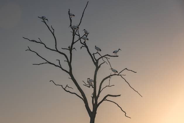 Creative Highlights World Birds perched on a silhouette tree at sunset with a tranquil sky Echuca, Victoria, Australia R_FABX240711H-1477139-01