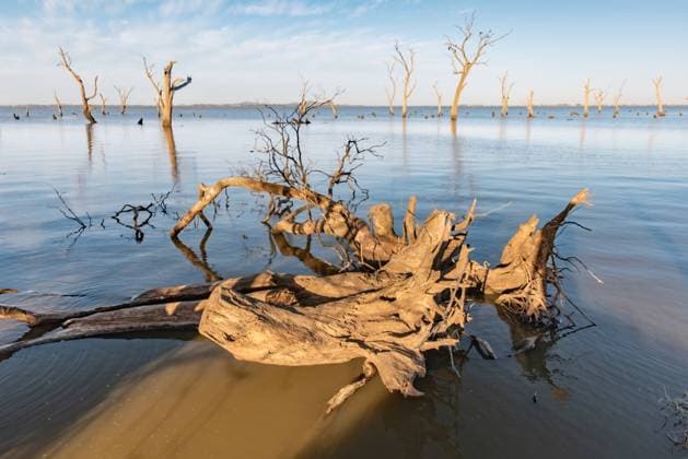 Driftwood and dead trees in calm water under daylight, serene view Echuca, Victoria, Australia R_FABX240711H-1477143-01