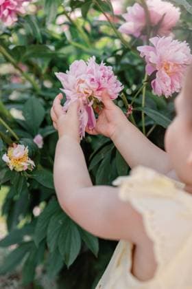 Creative Highlights Symbolfotos Toddler s hands gently holding a pink peony flower in the garden Calgary, Alberta, Canada R_CUYS240718-1488146-01 ,model released, Symbolfoto