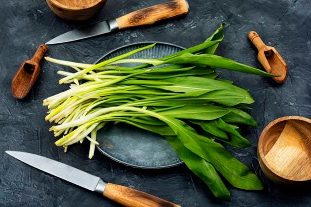 Fresh wild garlic, as a spice for meat, fish and vegetable food . Seasonal food.. Ramson, bunch of wild garlic ,model released, Symbolfoto