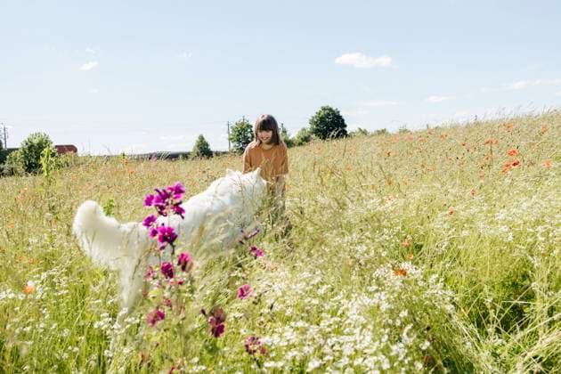 Creative Highlights Symbolfotos Cheerful girl playing with white Swiss Shepherd dog in field at sunny day model released, Symbolfoto, ELMF00592