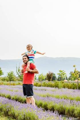Father carrying son on shoulders at lavender field model released, Symbolfoto, FLMF01243