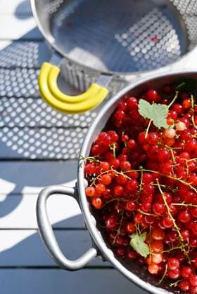 Freshly harvested red currants in colander, Hamburg Hamburg Deutschland Altes Land GISF01117