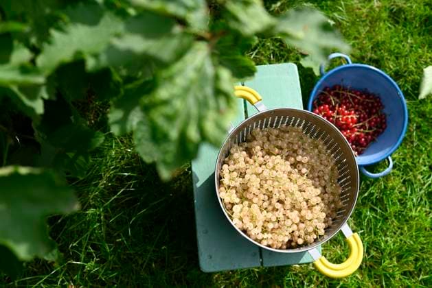 Fresh white and red currant inside colander in garden, Hamburg Hamburg Deutschland Altes Land GISF01122