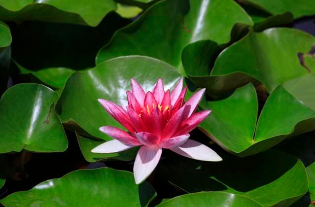 Lotus water lily blooming in summer pond, JTF02448