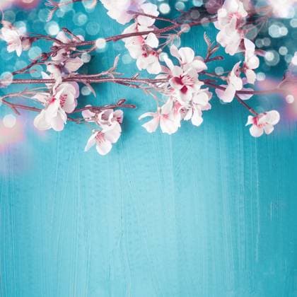 Beautiful spring cherry blossom branches on turquoise blue background with copy space for your design. Springtime holidays and nature concept ,model released, Symbolfoto