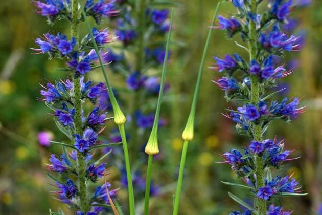 Wild garlic (Allium sp) among blue flowers Vitoria-Gasteiz, Basque Country, Spain R_PMDHUC240722-1494274-01