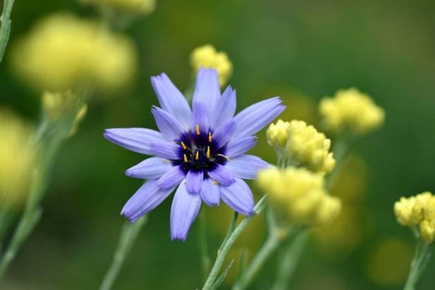 A blue flower of Cupid s dart ( Catananche caerulea) Vitoria-Gasteiz, Basque Country, Spain R_PMDHUC240722-1494283-01