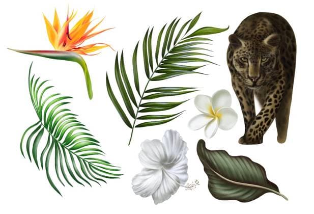 Beautiful digital set with tropical leaves, plumeria flowers and strelitzia flowers, animal leopard. Illustration. Beautiful digital set with tropical leaves, plumeria flowers and strelitzia flowers, animal leopard. ,model released, Symbolfoto