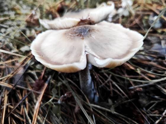 autumn mushrooms on the ground in a pine forest, after rain ,model released, Symbolfoto