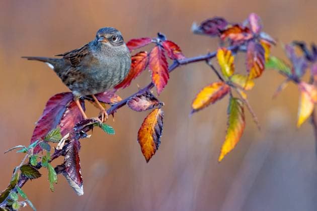 Heckenbraunelle, Hecken-Braunelle (Prunella modularis), sitzt auf einem Ast mit bunten Herbstblaettern, Seitenansicht, Italien, Toskana dunnock, hedge accentor, hedge sparrow, hedge warbler, titling (Prunella modularis), perching on a branch with colorful autumn leaves, side view, Italy, Tuscany BLWS713429 *** Dunnock, Hedges Brown Accentor Prunella modularis , sits at a Ast with colourful Autumn leaves, Side view, Italy, Tuscany dunnock, Hedge accentor, Hedge sparrow, Hedge warbler, titling Prunella modularis , perching ON a Branch With Colorful Autumn leaves, Side view, Italy, Tuscany BLWS713429 Copyright: xblickwinkel AGAMI D.xOcchiatox
