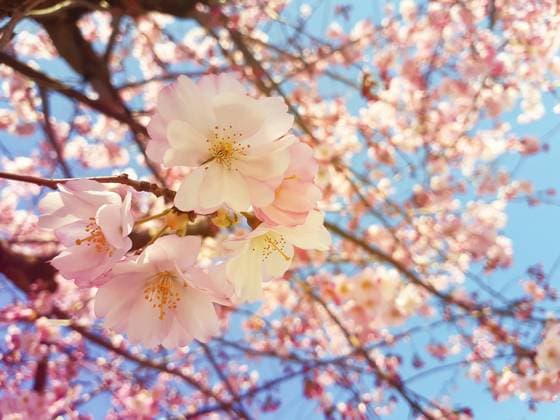 Wild pink cherry tree blooming over blue sky background. Spring flowers, small cluster blossom on the branch in the park. Beautiful nature seasonal close up. ,model released, Symbolfoto