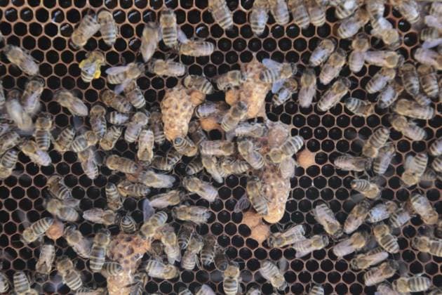 Queen cells on a honeycomb, queen cells Copyright: imageBROKER BernhardxBertelmann ibliqx10948105.jpg