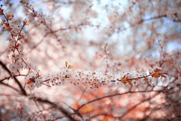 blooming cherry flowers branch ,model released, Symbolfoto