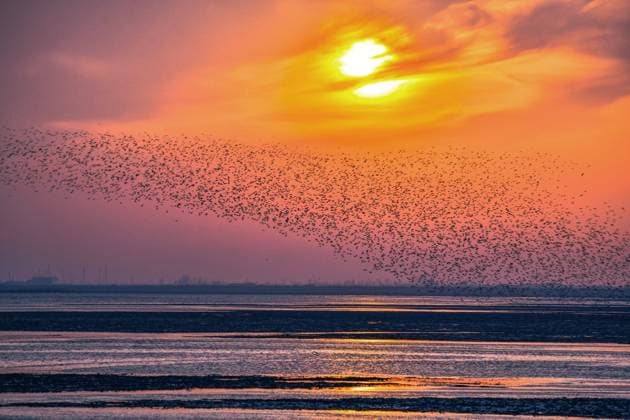 (240726) -- BEIJING, July 26, 2024 -- A flock of birds fly over a wetland at the mouth of the Yalujiang River in Dandong, northeast China s Liaoning Province, April 18, 2023. Five nominated sites of the migratory bird sanctuaries along the coast of Yellow Sea-Bohai Gulf of China successfully passed the review process Friday to be included on the World Heritage List by the United Nations Educational, Scientific and Cultural Organization (UNESCO). The decision was made during the 46th session of the UNESCO World Heritage Committee held in New Delhi, India, according to China s National Forestry and Grassland Administration. (Photo by Xinhua) CHINA-MIGRATORY BIRD SANCTUARIES-UNESCO-HERITAGE (CN) LiuxHaidong 