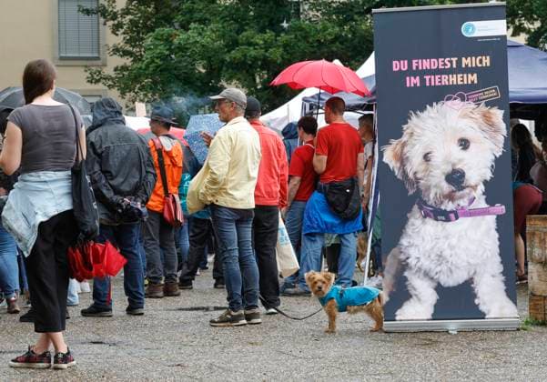News Themen der Woche KW 30 News Bilder des Tages 27.07.2024 Tierheime am Limit, sie sind zum Beispiel in Bingen und Mainz voll. Aufnahmestopp teils bundesweit. Deutscher Tierschutzbund ruft in Mainz zur Protestkundgebung für mehr Geld auf, prangert aber auch verantwortungslose Züchter und Tierhalter an. Tierschutz Tierwohl Tierleid Tierverantwortung Mainz Rheinland-Pfalz Deutschland *** 27 07 2024 Animal shelters at the limit, they are full in Bingen and Mainz, for example Admission stop partly nationwide German Animal Welfare Association calls for a protest rally in Mainz for more money, but also denounces irresponsible breeders and animal owners Animal welfare Animal suffering Animal responsibility Mainz Rhineland-Palatinate Germany