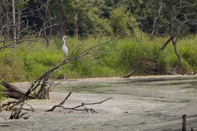 July 27, 2024, Hudson, Illinois, USA: A Great White Egret perches on the branch of a dead tree over a swampy area to do some summer preening. Hudson USA - ZUMAl176 20240727_znp_l176_005 Copyright: xAlanxLookx
