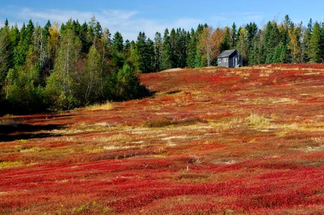 North America, American, USA, East Coast, New England, Maine, Blueberry Fields Machias 