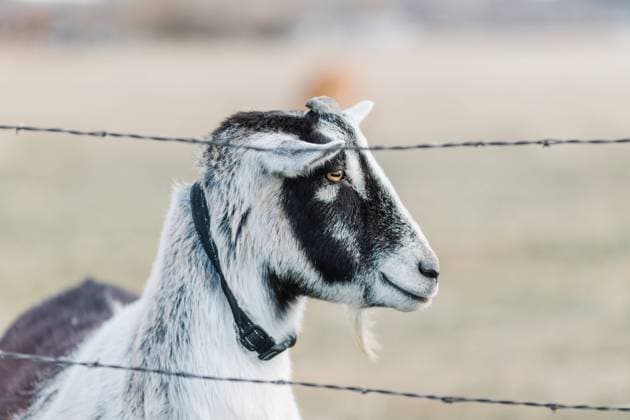 Side profile of a black and white goat on an Idaho farm in winter. Star, Idaho, United States R_AUAU24072652-1496277-01