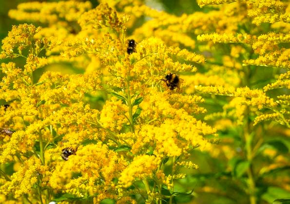 Oslo 20240730. Insekter som humle, veps og bier flyr fra blomst til blott ved Lysejordet skole i Oslo. Foto: Lise Aserud NTB Oslo Norge p9SlqhZxTJw EDITORIAL USE ONLY Ref:p9SlqhZxTJw.jpg Copyright: xLisexAserudx xNTBx