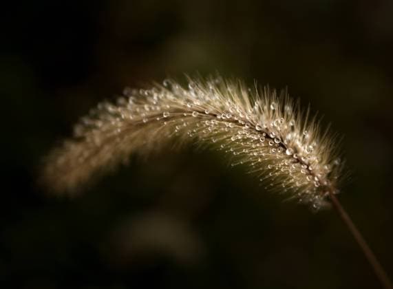 Close up of fuzzy plant with rain droplets Wooster, Ohio, United States R_JOKU24072693-1472324-01