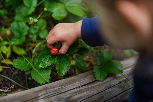 IMAGO Creative, Sommer, Sommertage im Garten Little child picks a ripe organic strawberry from a garden. Canada, British Columbia, Sparwood R_PKZL240726-1496286-01 ,model released, Symbolfoto
