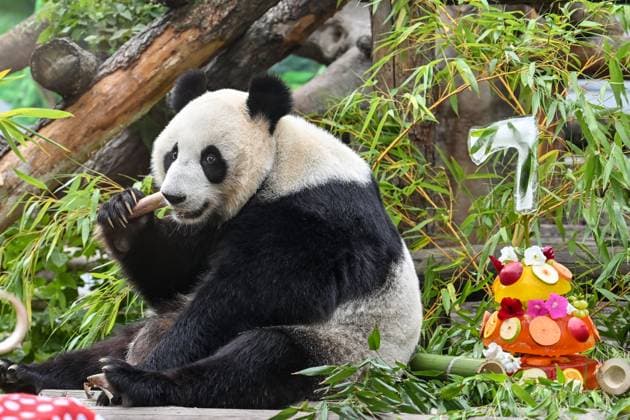 Entertainment Bilder des Tages (240730) -- MOSCOW, July 30, 2024 -- Giant panda Dingding eats bamboo during her birthday celebration at the Moscow Zoo in Moscow, capital of Russia, July 30, 2024. Dingding enjoyed her birthday celebration in Russia on Tuesday. She was born on July 30, 2017 at the Shenshuping giant panda base of China s Wolong National Nature Reserve, and arrived in Moscow in April 2019 from China s southwest Sichuan Province with another giant panda Ruyi. ) RUSSIA-MOSCOW-GIANT PANDA-BIRTHDAY CaoxYang 