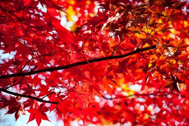 Bright Red Leaves in Central Park New York New York, New York, United States R_ROUA240726-1496890-01